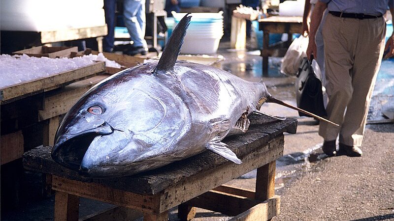 Illustration - Thon contaminé... par le capitalisme