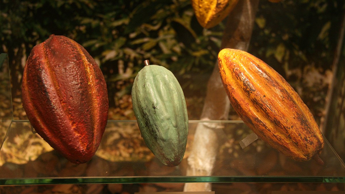 Illustration - Chocolat : la folie spéculative