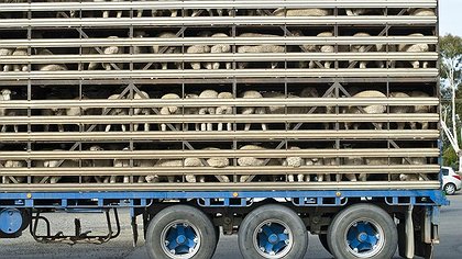 Illustration Condition animale